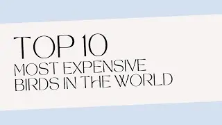 10 Most Expensive Pet Birds in the World