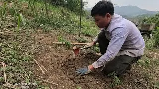 Plant additional plum and peach trees #44 | Green forest life farm