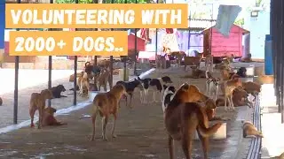 A Glimpse into Animal SOS Sri Lanka Sanctuary | A Lifeline for Rescued Street Dogs & Cats