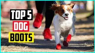 The 5 Best Dog Boots of 2022