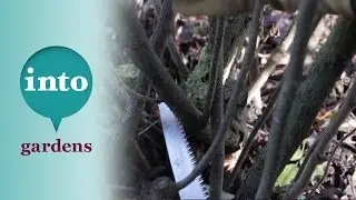 Pruning rugosa roses with Ian le Gros of RHS Hyde Hall