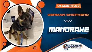 German Shepherd || 06 Month Old || Mandrake || Best Dog Trainers in VA