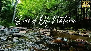 Sleep Live Stream 🌙 | Gentle River ASMR | Relax, Focus, or Meditate with Water Sounds