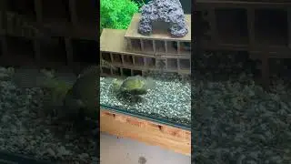オヤニラミの喧嘩 #aquarium #ガサガサ #日本淡水魚 #オヤニラミ