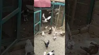 Kabotar Cage Se Nikalte Howe ❤️ #Shorts #Birds #FlyingPigeons
