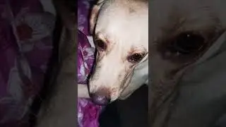 #funny #comedy @punji_the_labrador @labrarubi8589 @pawsomeziku @KidZ