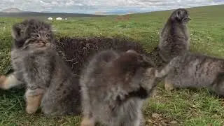 Adorable Pallas's Cat Family: Grumpy Mom and Playful Kittens in the Qinghai Grasslands!