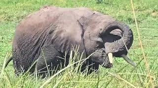 Amboseli Elephants: Majestic Giants Grazing in Stunning 4K Ultra HD