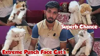 Extreme Punch Face Cat's Available in Hyderabad | Chance Wale Cats | Pure Doll Face Persian Kitten