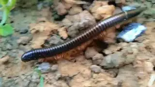 Millipede Walking ,Crawling with leg, Hunting INSECT