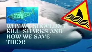 Why we should save sharks