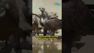 Letter V is for Vulture | Fun Animal Facts for Kids