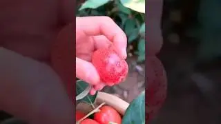 &hearts;️ Fruit Picking Show || Silver Berry #shorts 🍇🍒🍓🥝