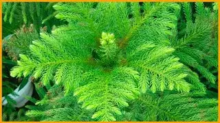 All about Araucaria or Christmas tree plant🌲🌲🌲