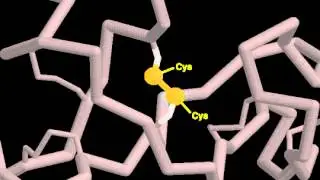 disulfide bonds
