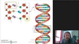 Naturfag 6.1 DNA