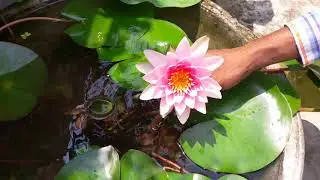 শাপলা ফুল গাছের পরিচর্যা /How to care water lily at home