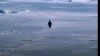 Gigi D'Agostino L'amour Toujours Organ Slowed Version AKA The Wandering Penguin Song