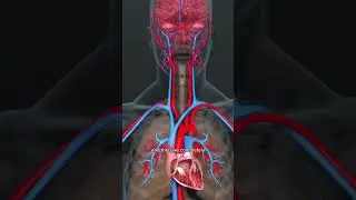 Anesthesiologist explains craziest surgery #doctor #shorts