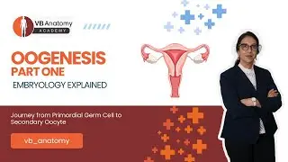 Oogenesis Part 1 | Journey from Primordial Germ Cell to Secondary Oocyte | Embryology Explained