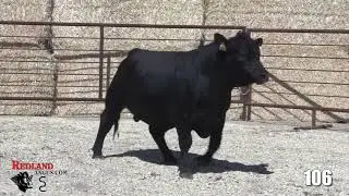 Redland Angus Lot 106