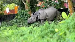 Rhino