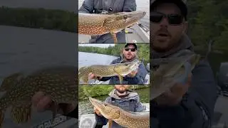 Ontario Pike Fishing with @2b_fishing #pikefishing