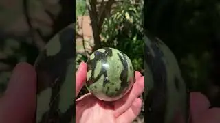 Polished Large Leopard Stone Egg x 1 From Zimbabwe
