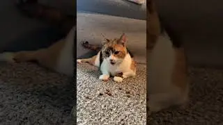 Clever Cat Balancing in Slippery Condition 😹 | Funny & Smart Cat Moments #cat