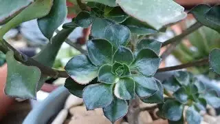 Aeonium Suculenta, um gênero de clima frio, curiosidades e dicas de cultivo.