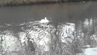 (the swan ) tosca roelofsen on cello in parc haven