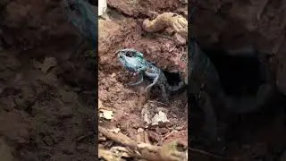 Giant Forest Scorpion vs  Ant Swarm #wildlife#scorpion