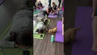 Golden retriever puppy nails downward dog and adds the cutest wave #PuppyYoga #GoldenRetriever