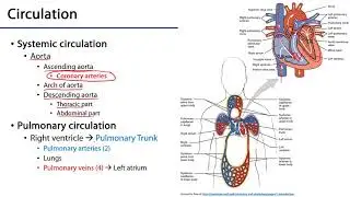 Pulmonary Circulation
