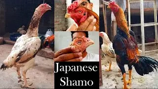 Japanese Shamo Aseel Lovers Original |Japan Aseel |Japanese Shamo in Pakistan |Top class shamoo