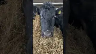 Beefers loving the corn 🌽🐮 #britishfarming #cows #farming #farmlife #farm #cowshed