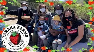 Strawberry Picking At Tanaka Farms| Family Fun And Safe Outing