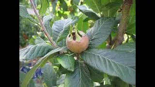 Seasonal Development of 'İstanbul' Medlar &ndash; Phenological Stages on QA Rootstock