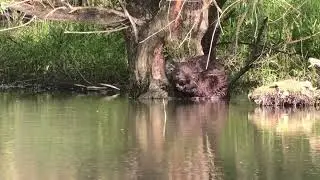 European beaver, Vah River Valley, 2021