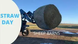 STRAW DAY at the SHEEP Barns.  How often do you spread straw for confined sheep flock bedding?