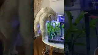 amazing cat drinking water  fish tank