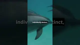 Do Dolphins Have Names? The Science of Dolphin Whistles