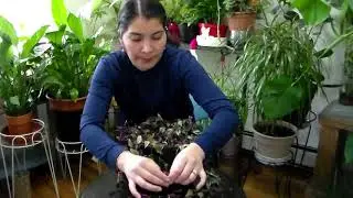 Rescatando una Tradescantia