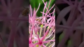 Weaver ants vs yellow crazy ants