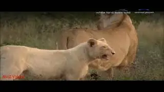 White Lions Born Wild documentary animal planet in hindi