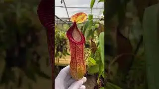 [Item Short] BE-3672 | N. ventricosa x hamata #carnivorous #nepenthes