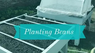 Planting Beans (& Building PVC Insect Netting Dome)