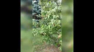 kousa dogwood #short #IncredibleNature