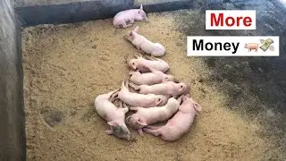Secret To Making ENOUGH PROFITS in Pig Farming
