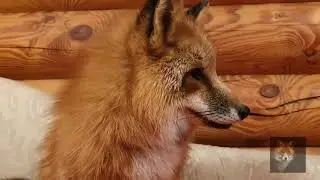 Алиса Лиса-Alice the Fox (Улыбка После Бега)